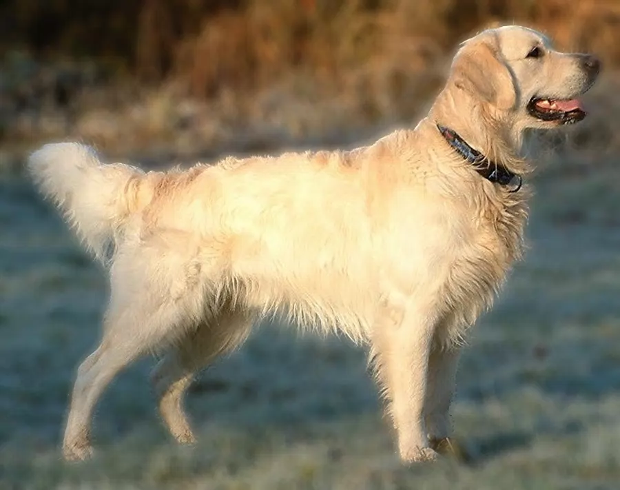 Blur background of photo example