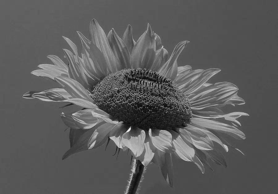 Classic black & white look — after