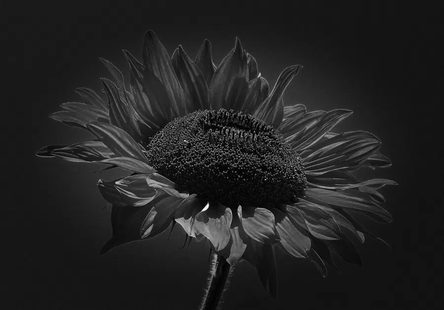 Noir look — after