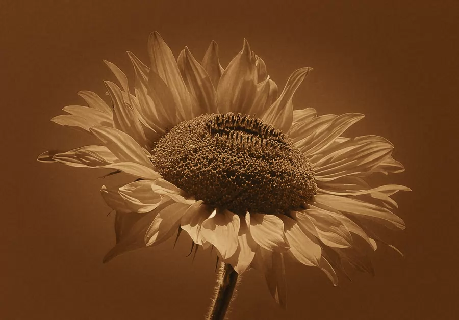 Sepia look — after